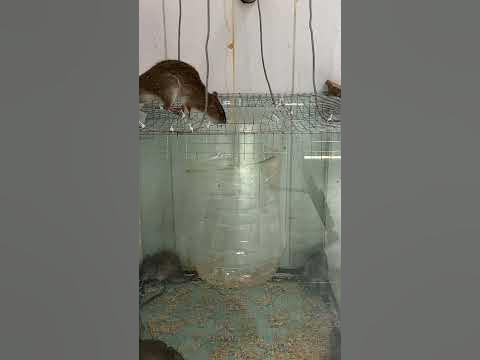 Magic Mouse Trap / The safest mouse trap in the world - YouTube