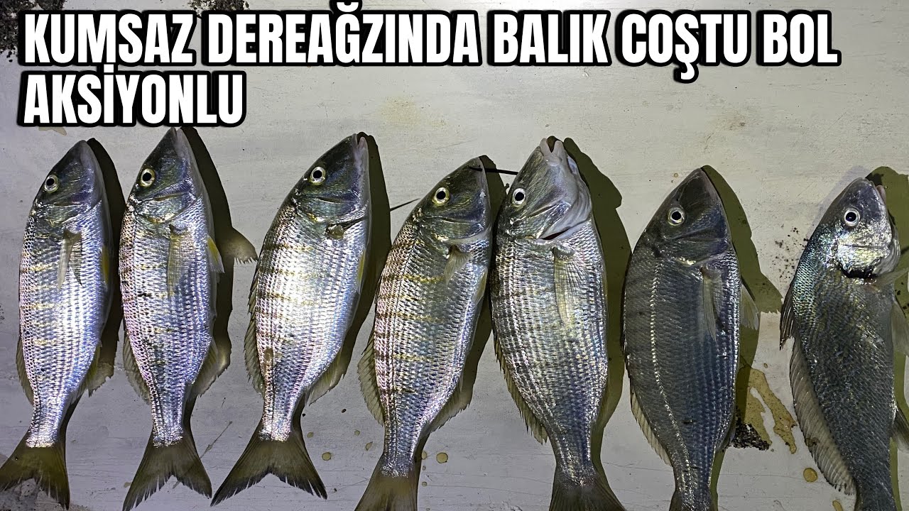 KUMSAZ DEREAĞZINDA BALIK COŞTU BOL AKSİYONLU