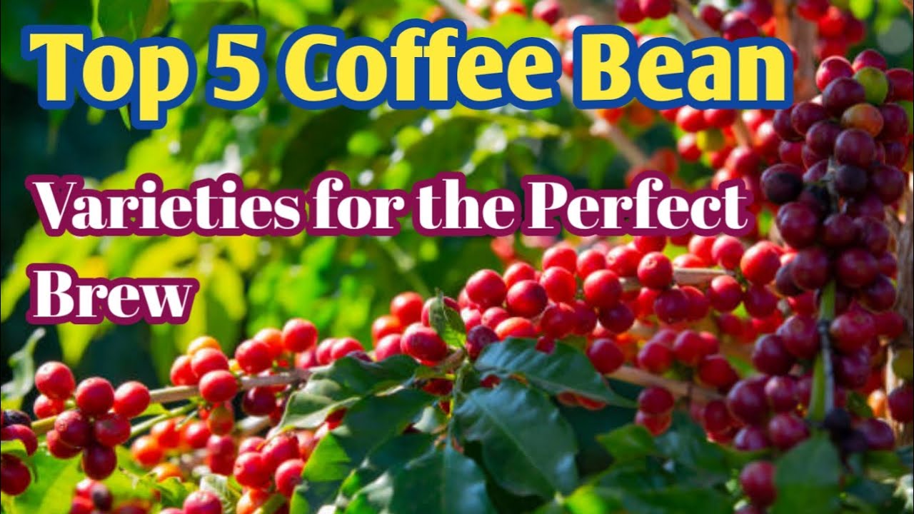Top 5 Coffee Bean Vrieties for The Prfect Brew Coffee Bean YouTube