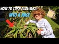 Making fresh and organic Aloe Vera juice