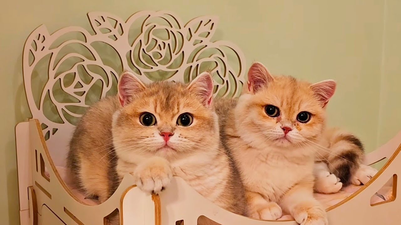 My cat kingdom 😍 British Shorthair cats, kittens in rare colors