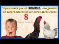 ¿Creías  que la raza de pollo Brahma es grande? no podrás creer estas otras razas de pollos gigantes