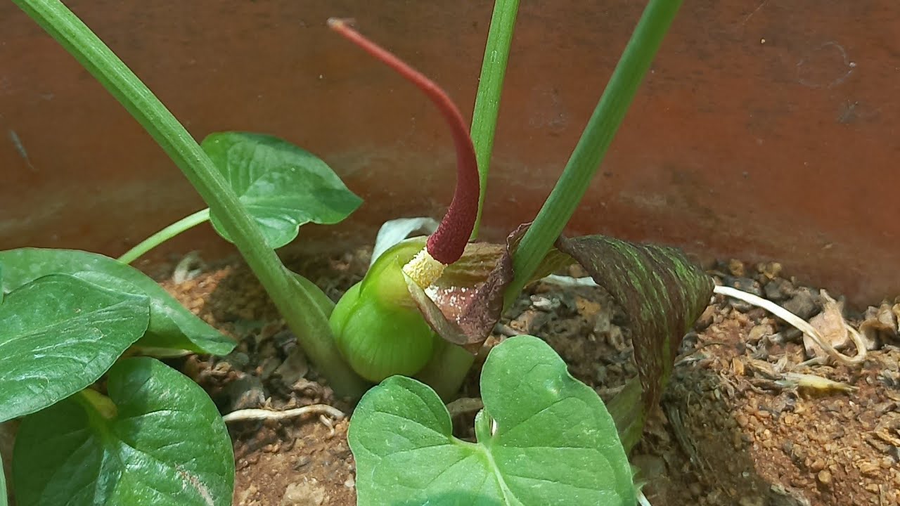 # Typhonium / Typhonium blumei / Typhonium flagelliforme.