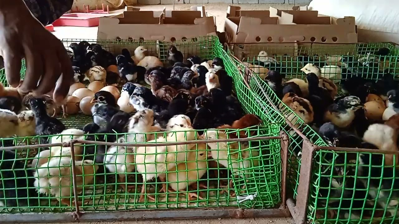 ஒரு நாள் தூயா பெருவிடை கோழி குஞ்சு கிடைக்கும் இடம்