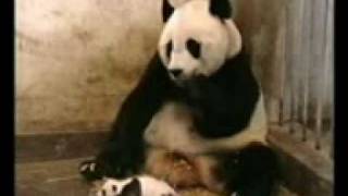 Download Lagu Funny Videos.3gp MP3