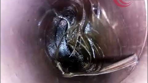 Fishing Operation Surprise