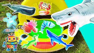 Sea Animal Names For Kids To Learn At The Bumblebee Pool Sperm Whale Sea Dragon Shark