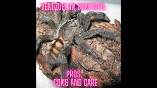 Venezuelan Suntiger (Psalmopoeus irminia): Pros, Cons and Care Guide