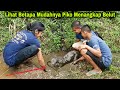 Berburu Belut Bersama Piko si Berang-berang Pintar | Catch Eel with Smart Otter