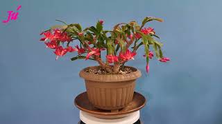 Flor de Maio, também conhecida como Schlumbergera truncata