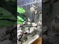 ミルキーフロッグ達の食事風景