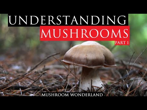 Understanding Mushrooms: Part 1