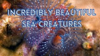Sea creatures || and their life #life