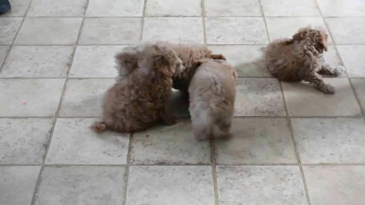 Maltipoo Puppies For Sale