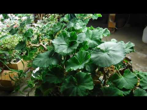 How To Overwinter Zonal Geraniums or any Geraniums