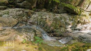 Forest Stream & Birds Singing | Nature Sounds for Sleep, Relaxation, Study & Meditation | No AI