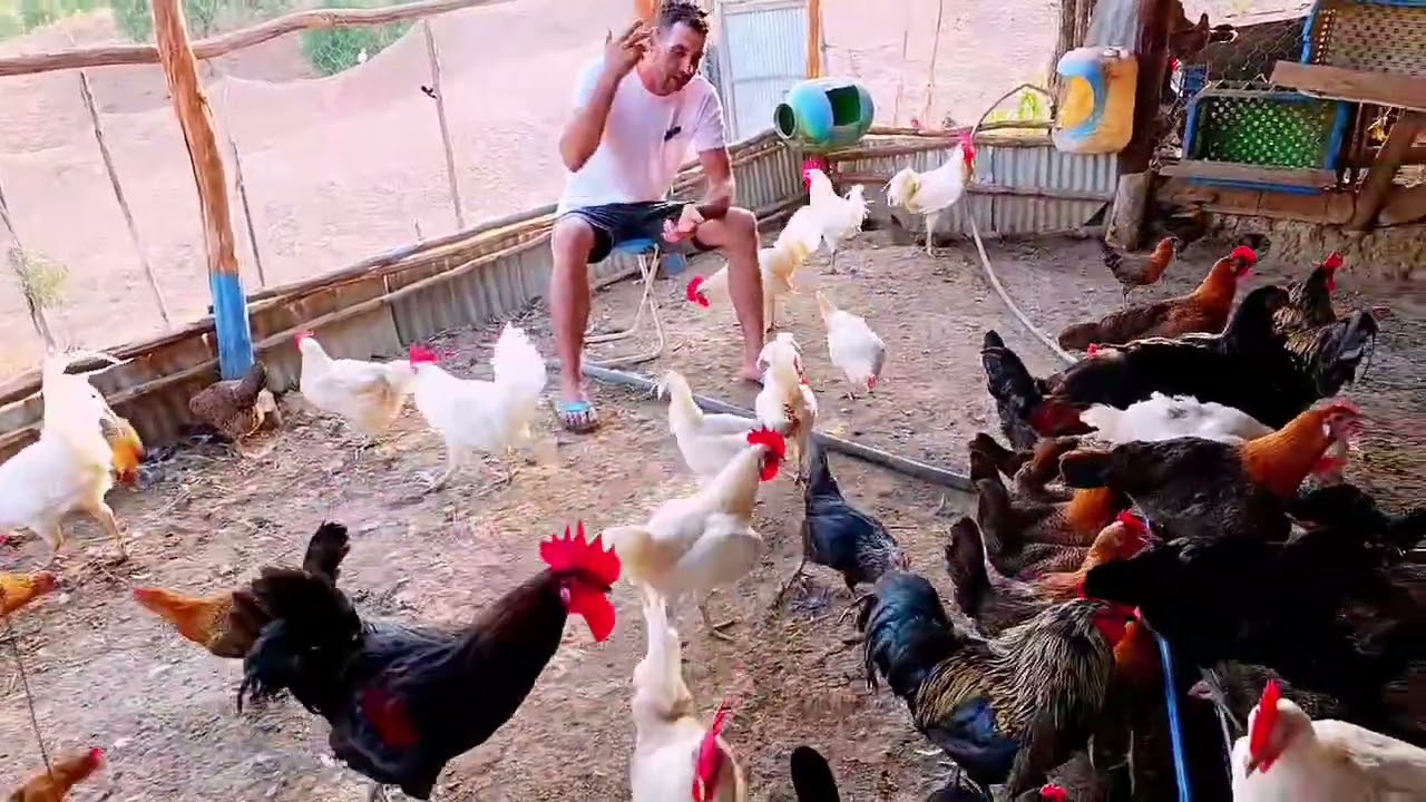 . 📊 واش مشروع الدجاج مربح؟ الجواب بالأرقام من تجربتي مع 60 دجاجة فقط