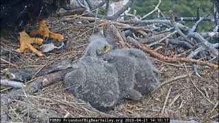 Ravens chase Jackie, then later interrupted Jackie's feeding to eaglets | 4.21.26