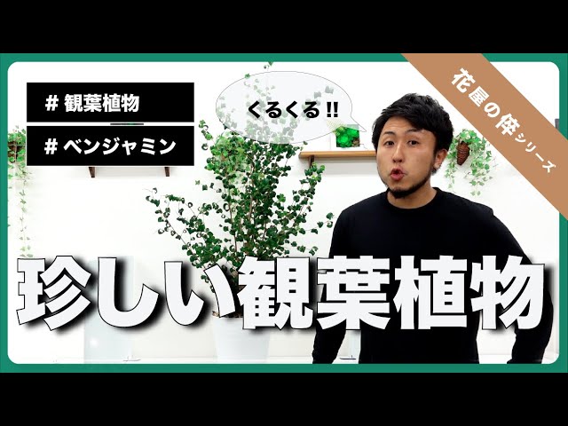 花屋の倅 レアな観葉植物をご紹介 フィカス ベンジャミン バロック Youtube