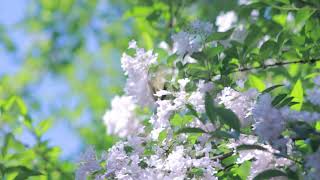 Celebrity HELLO SPRING WELCOME ,Download legally video and music,direct link Wealth