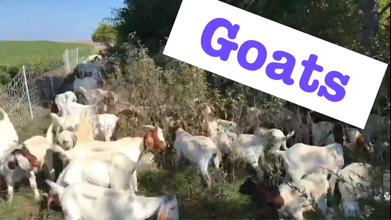 Time Lapse Video of the Goats Clearing Brush YouTube
