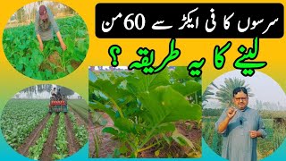 Mustard Sarsoon Farming Cultivation Method 60 Man Advanced Farming Techniques Information In Pak..