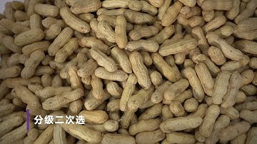 Anysort MK belt sorter for peanuts in-shell