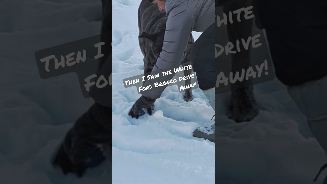 Dog 🇨🇦 Testifies In O.J. Simpson Case! 