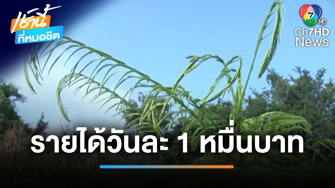 อีก 1 ทางเลือก ชะอมตัดยอดรายได้ วันละ 1 หมื่นบาท | เช้านี้ที่หมอชิต