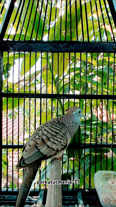 perkutut jantan, memanggil betina.