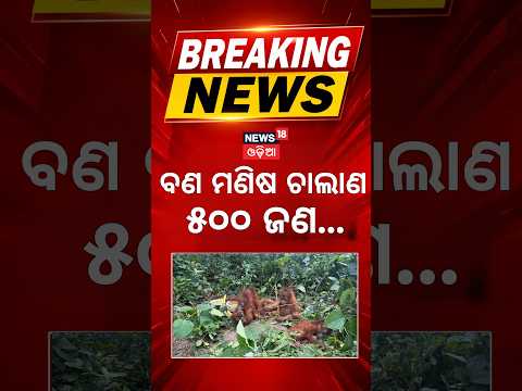 Orangutan in odisha | Odisha STF Probe Intensifies in Balasore Orangutan Rescue Case