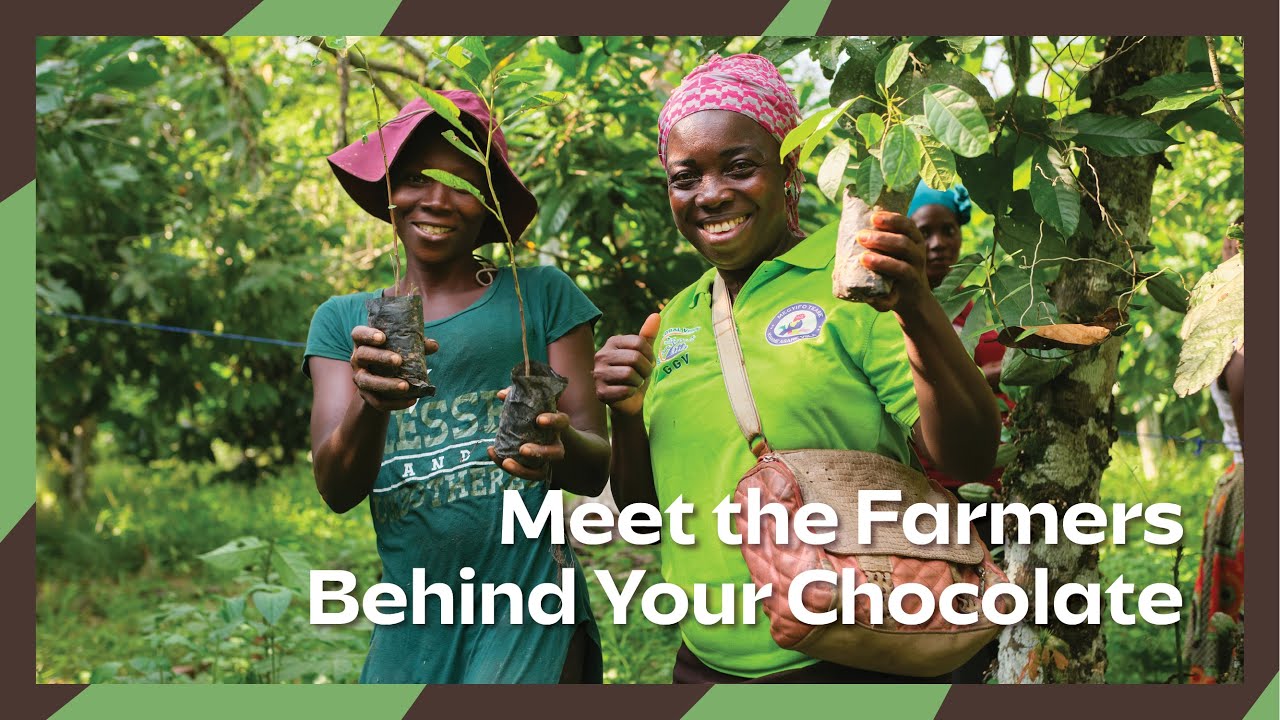 From Cocoa Tree to Chocolate: Learn how Ghanaian Farmers are Ensuring Sustainability of Cocoa