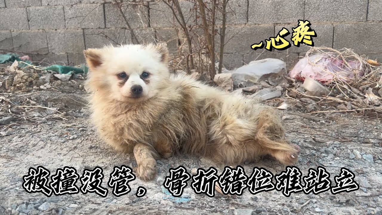 被撞後別漠視！狗狗骨折錯位已無法正常行走，心疼！