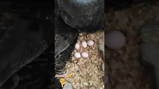 Yumurta Toplama Bunun Gibi Içerikler Için Abone Olmayı Unutmayın