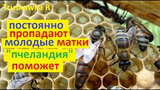 Bees cannot fly around the queens in the apiary Constantly lost Сreate a separate republic