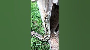 BURMESE Python handling