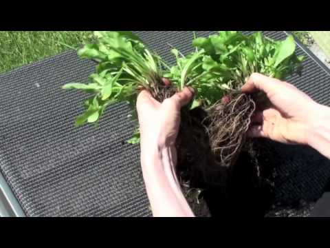 Video: 8 måter å vokse rødkløver