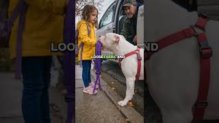 This Dog Chose Her Yellow Boots Over Everything#DogStory #CuteDog #PetTok #YellowBoots #Wholesome