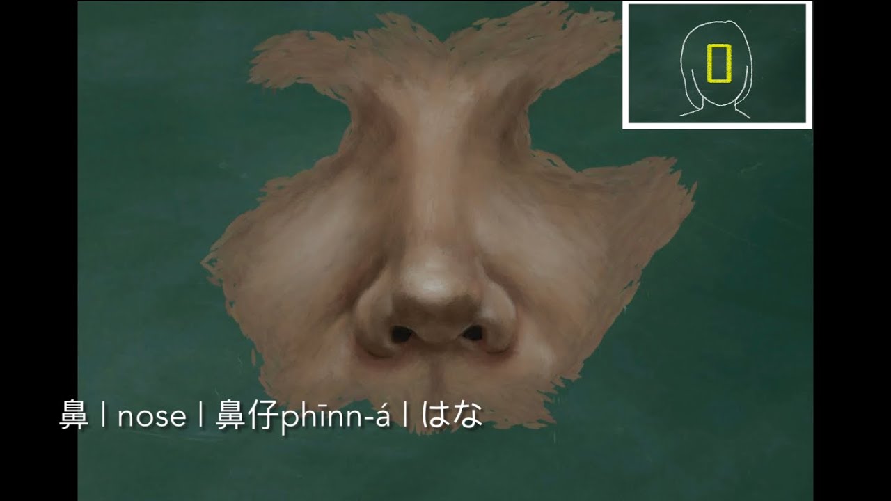 【人體～頭部】鼻 | nose | 鼻仔phīnn-á | はな - YouTube
