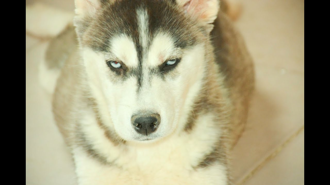 تدريب كلب هاسكي صغير بالطوق والمكافات Husky Training Collar and - YouTube