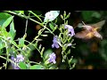 長喙天蛾採蜜/Macroglossum Picking honey