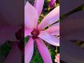 Magnolia 🩷