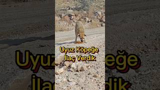 Uyuz Köpeğe İlaç Verdik 🥲
