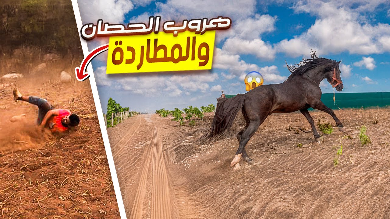 يوم جديد🌞رحلة لشراء الكلأ للخيول🐴وإخراج الخيول لتتمرغ في التراب😱وفجأة…الحصان هرب🐎