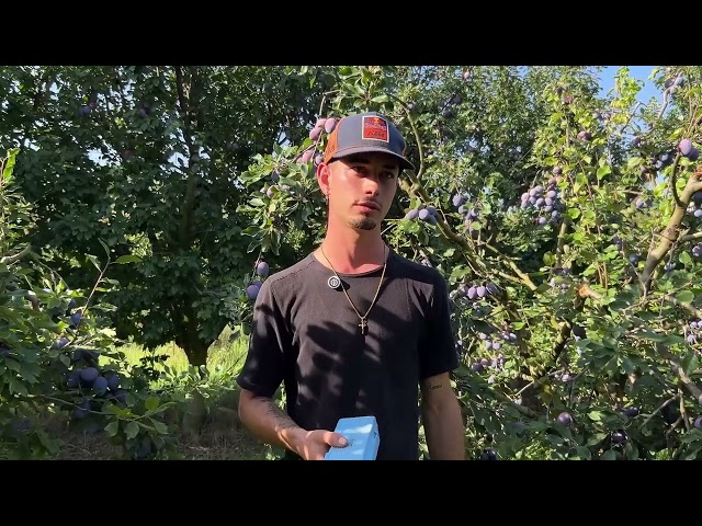 2- El Verano - Nacho - Campañas - LOS FRUTOS DEL TIEMPO