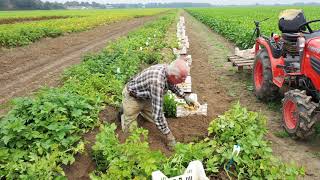 Download Lagu aardappel veredeling #170 pootgoed proefveld ouderejaars klonen oogsten. MP3