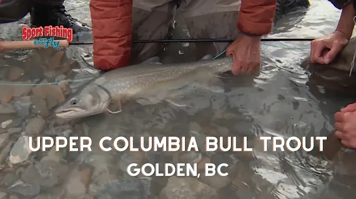 FLY FISHING: UPPER COLUMBIA RIVER BULL TROUT