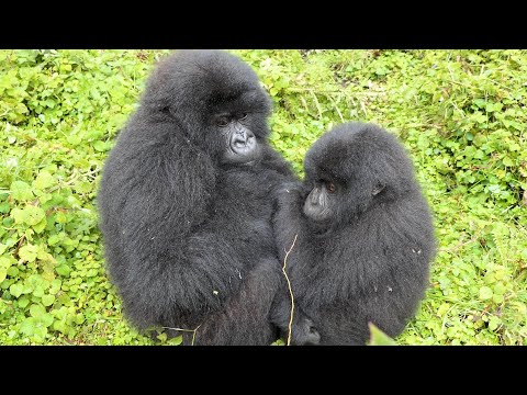 Two young gorillas huddle together in the rain 🌧️ 💛