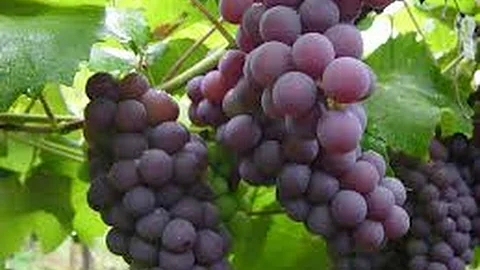 ¿Las uvas son buenas para la tos?