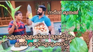 മുരടിച്ചു പോയ മുളക് ചെടിക്ക് ഞാൻ ഞാൻ ചെയ്തത് കണ്ടോ Mulak Kurudippu thadayam /Malayalam organic kishi